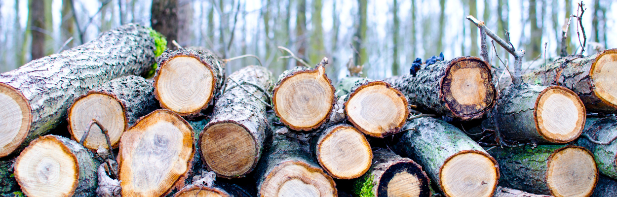 Electric vs. Gas Log Splitters — Which Should You Buy?